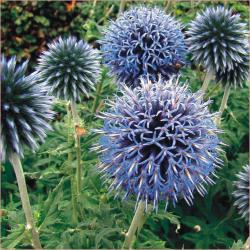 Perene: P354-Echinops ritro 