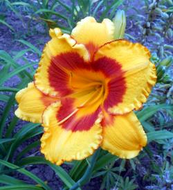 Perene: Hemerocallis Fooled me P411
