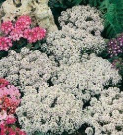 Seme cveća: Alisum beli – Medovina 1gr (oko 2500 sem.)