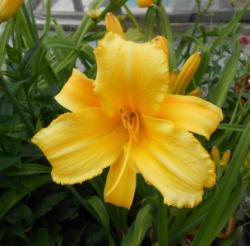 Perene: P0110-Hemerocallis Mary Todd