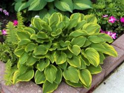 Perene: Hosta Golden Tiara P604-1 sadnica