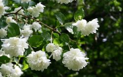Sadnice - žbunaste vrste: P373-Philadelphus - lažni jasmin-1 sadnica