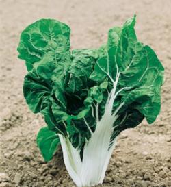 Seme povrća: Blitva Srebrnolisna 8,5gr (500 sem)