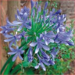 Perene: P08422 - Agapanthus blue