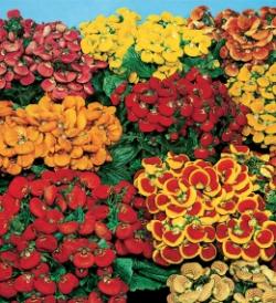 Seme cveća: Papučica (Calceolaria) 0,005gr (oko 150 semenki)