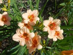 Perene: Hemerocallis Siloam Cinderella P589-1 sadnica