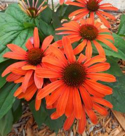 Perene: P346-Echinacea dreamcoat  oranž