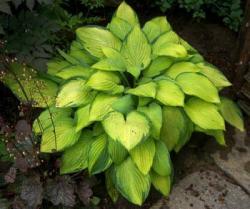 Perene: Hosta Gold Standard P00621-1 sadn ica