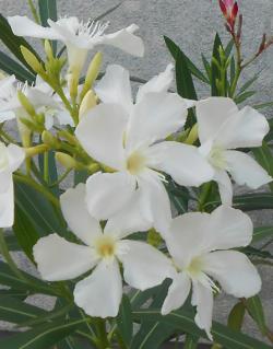 Sadnice - žbunaste vrste: Oleander White-Beli S450 - 1 sadnica