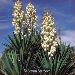 Perene: P309 - Yucca