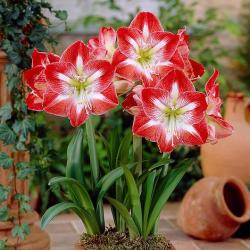 Lukovice: Amaryllis Striped (Red & White)