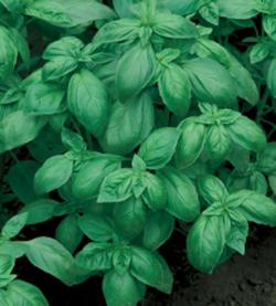 Začini i lekovito bilje: Bosiljak zeleni krupnolisni 2gr (oko 1600 sem)