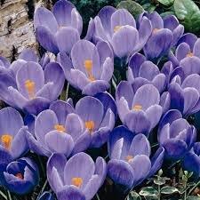Lukovice: Crocus Grandiflora (BLUE)-5 lukovica