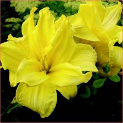 Perene: HEMEROCALLIS Double Yellow P04212