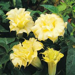 Sadnice - žbunaste vrste: Datura Ballerina Yellow – Anđeoska truba