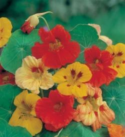 Seme cveća: Dragoljub multicolor 4gr-oko 30 semenki