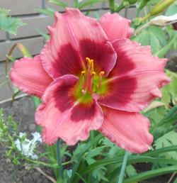 Perene: Hemerocallis Cherry Valentine P10067