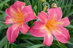 Perene: P536-Hemerocallis Cherry Cheeks