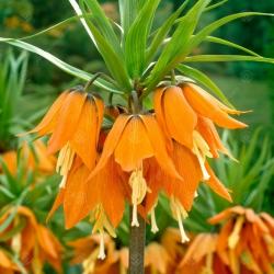 Lukovice: Fritillaria Imperialis Aurora – 1 lukovica
