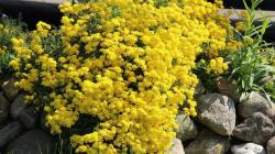Seme cveća: Alyssum zlatni – Medovina 0,4 gr (oko 500 semenki)