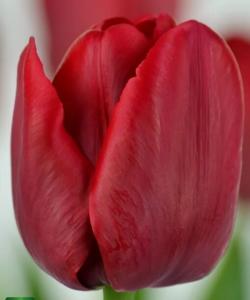 Lukovice: Lala Triumph Ile de France-5 lukovica