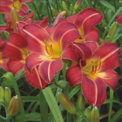 Perene: P88128-Hemerocallis Chicago Fire-1 sadnica