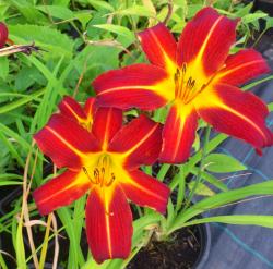 Perene: Hemerocallis Red Yellow P50107