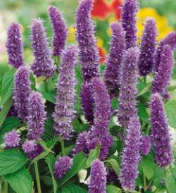 Perene: Agastache blue and white-P085 - 3 sadnice