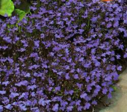 Seme cveća: Lobelia Crystal Palace (oko 6000 sem)