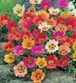 Seme cveća: Prkos semplice (oko 4500 semenki)