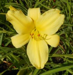 Perene: Hemerocallis Golden Prize P88129