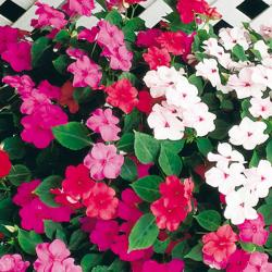 Seme cveća: Lepi Jova (Impatiens mix ) 0,07 gr (oko 120 sem)
