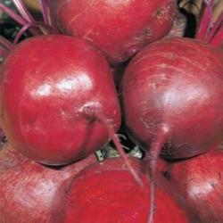 Seme povrća: Cvekla Detroit Dark Red 4,5gr. (oko 270 sem)