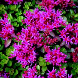 Perene: P444-Sedum purpurteppich-1 sadnica