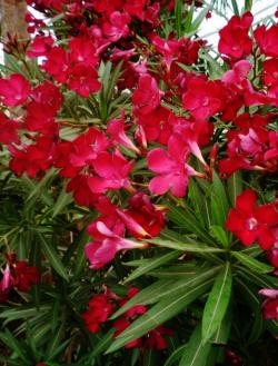 Sadnice - žbunaste vrste: OLEANDER Red (crveni) S0164- 1 sadnica 