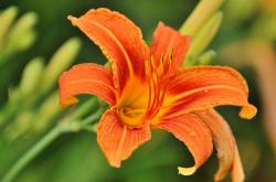 Perene: HEMEROCALLIS Single orange P301