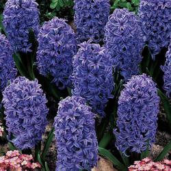 Lukovice: Zumbul Blue Jacket-3 lukovice