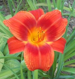 Perene: P523-Hemerocallis Holiday Delight