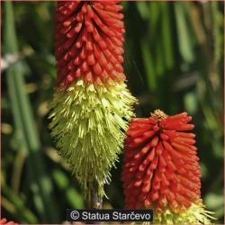 Perene: Tritoma - Bakljasti ljiljan P302-1 sadnica