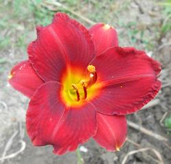 Perene: P528-Hemerocallis Little Gypsy Ruby-1 sadnica