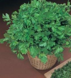 Začini i lekovito bilje: Peršun lišćar 12 gr (oko 5300 sem)