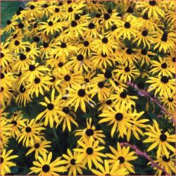 Perene: P0116 - Rudbeckia fulgida