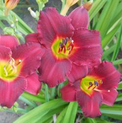 Perene: P533-Hemerocallis Pardon Me-1 sadnica