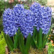 Lukovice: Zumbul Delft Blue – 3 lukovice