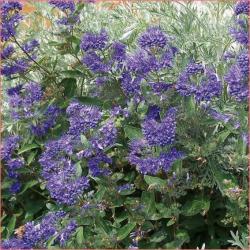 Sadnice - žbunaste vrste: P1201 - Caryopteris - plava magla