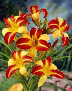 Perene: HEMEROCALLIS Frans Halls P00512