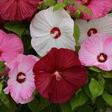 Seme cveća: HIBISCUS MOSCHEUTOS - MOČVARNI HIBISKUS (mix) seme