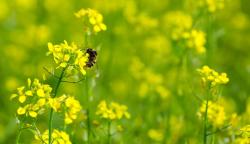 Seme povrća: Crna slacica - Brassica nigra (seme)