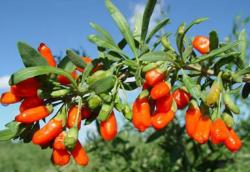 Začini i lekovito bilje: Goji Berries (seme) - Lycium barbarum ( Goji bobice )