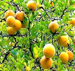 Sadnice - voće: Sibirski limun 50 sadnica - Poncirus trifoliata